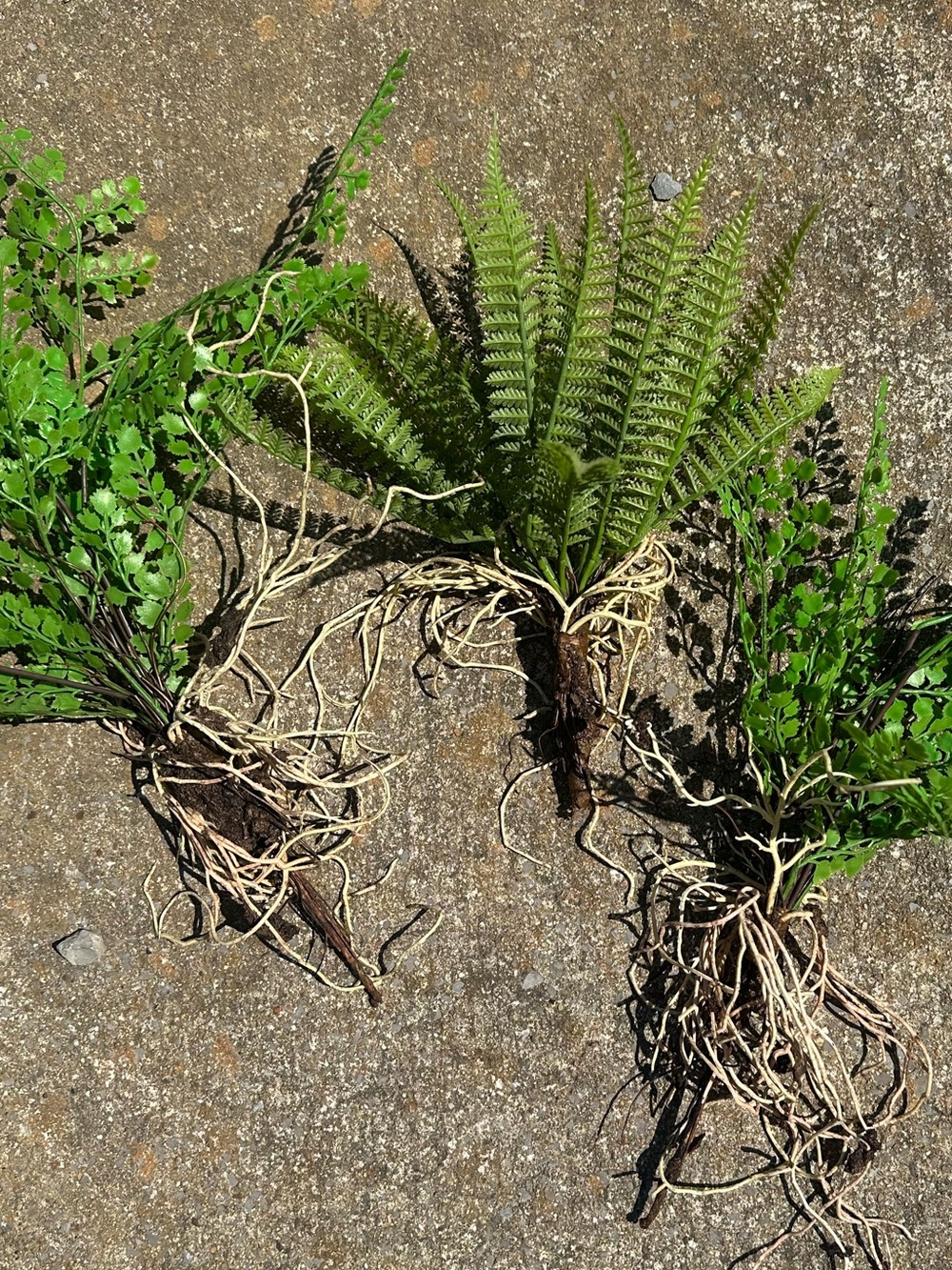 Faux Fresh Fern Plants - Bright Green Ferns with Roots | Set of 3